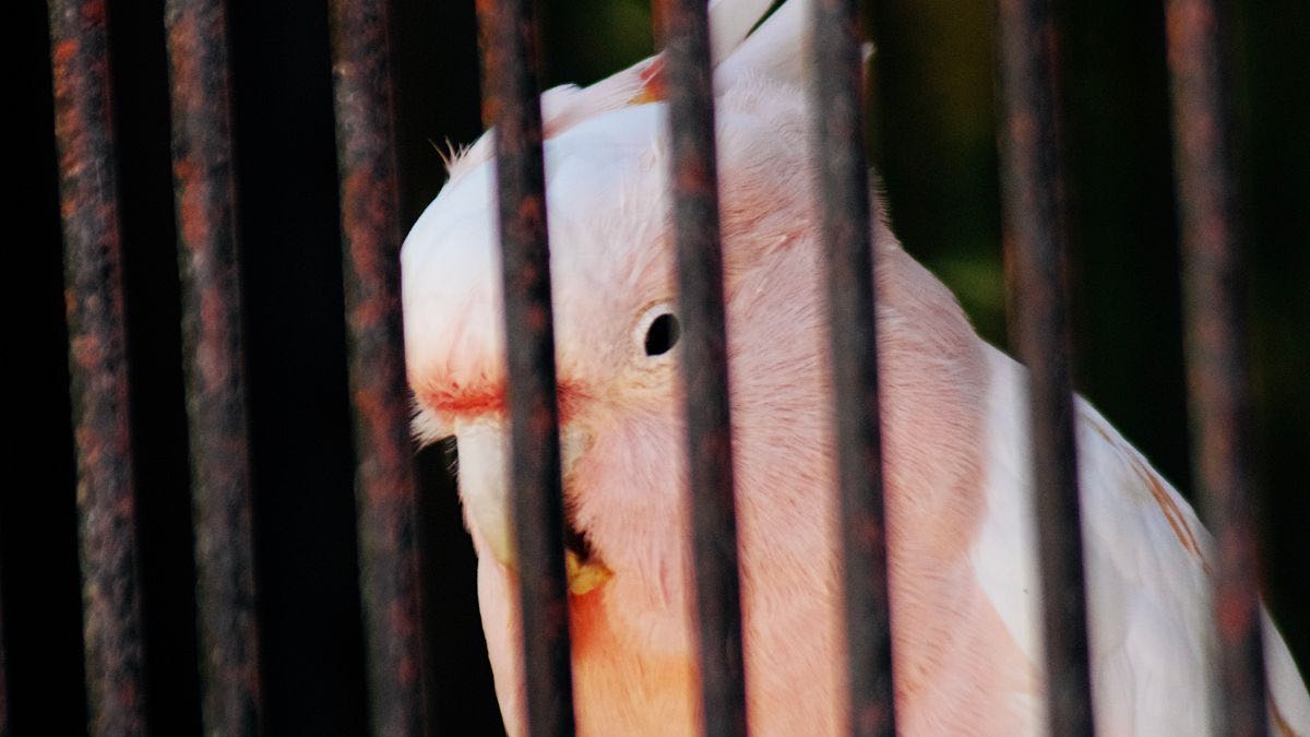 A pink and white cockatoo looking out between dark, rusty metal bars, standing for access that sits behind a gate