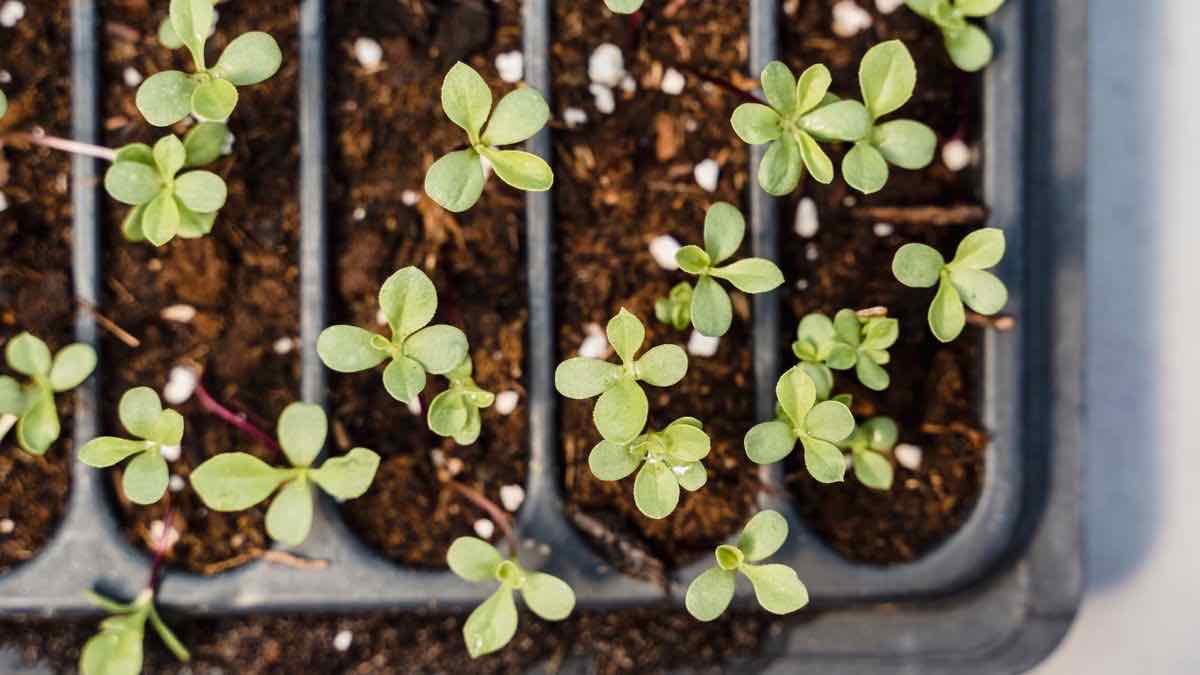 Track LinkedIn headcount growth