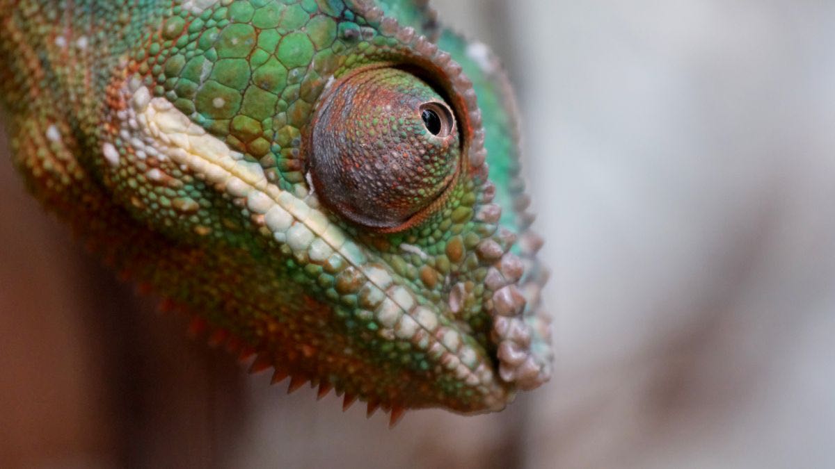 A green chameleon blending into its surroundings, a metaphor for a Python HTTP client impersonating a browser's TLS fingerprint