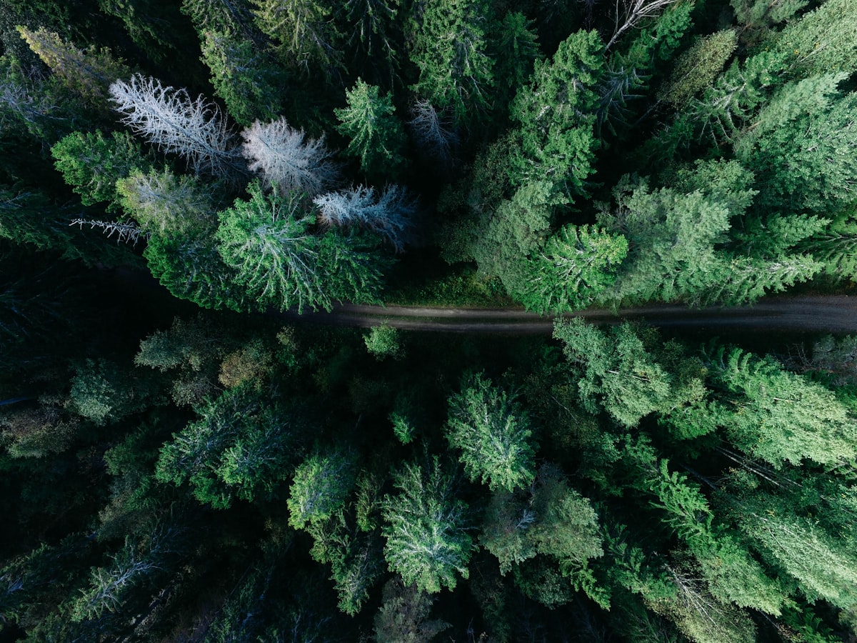An aerial view of a single road splitting a dense forest, used as a metaphor for choosing a search API path for AI agents