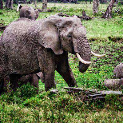 An elephant crossing a grassy clearing at first light