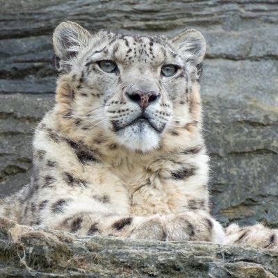 A snow leopard resting on a rock ledge